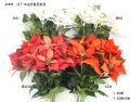 POINSETTIA BUSH * 12