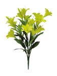 Lily