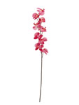 Orchid