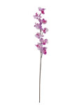 Orchid