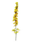 Delphinium