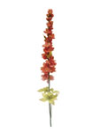 Delphinium
