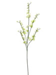 Orchid