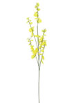 Orchid