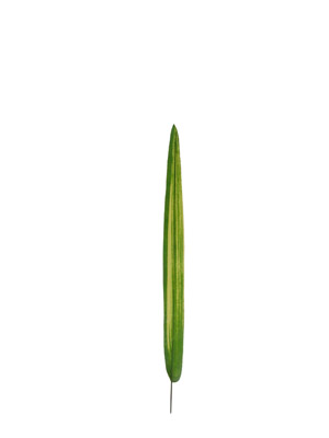 Ҷ,ҶͲ
