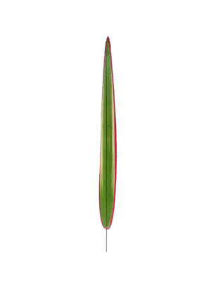 Ҷ,ҶͲ