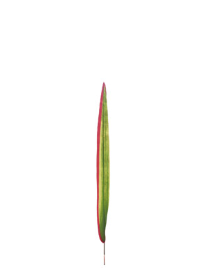 Ҷ,ҶͲ