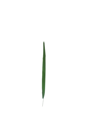 Ҷ,ҶͲ