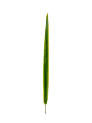 Ҷ,ҶͲ