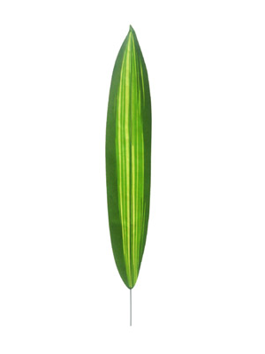 Ҷ,ҶͲ