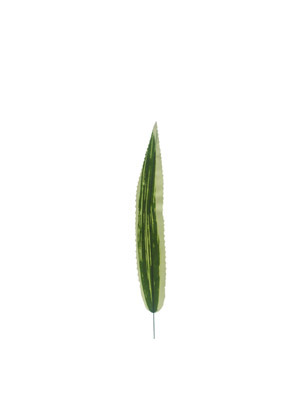 Ҷ,ҶͲ