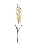 Orchid
