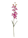Orchid