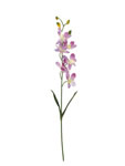 Orchid