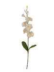 Orchid