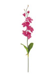 Orchid