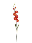 Orchid
