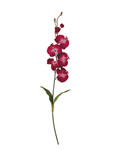 Orchid