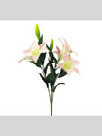 Lily