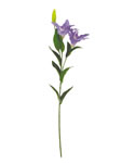 Lily