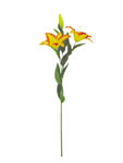 Lily