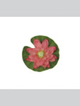 Lotus flower