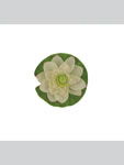 Lotus flower