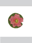 Lotus flower