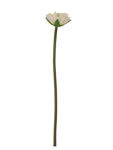 Lotus flower