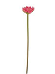 Lotus flower