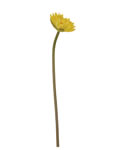 Lotus flower