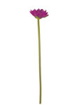 Lotus flower