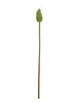 Lotus flower