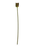 Lotus flower