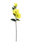 Orchid