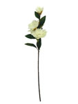 Orchid