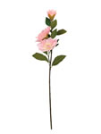 Orchid