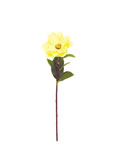 Orchid
