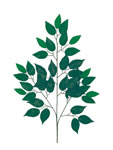Leaves