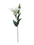 Lily