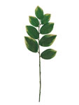 Leaves