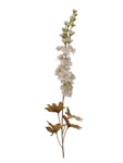 Delphinium