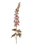 Delphinium