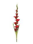 Orchid