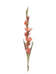 Orchid