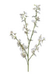 Orchid