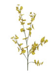 Orchid