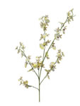 Orchid