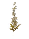 Delphinium