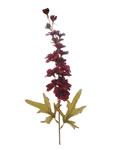 Delphinium